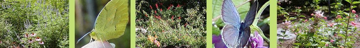 Ann's Butterfly Garden