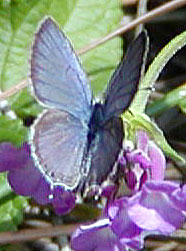 Eastern-Tailed Blue