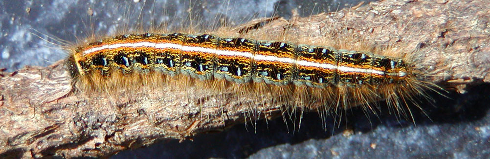 Eastern Tent Caterpillar (Malacosoma americana)