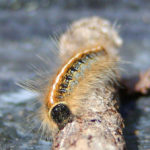 Eastern Tent Caterpillar (Malacosoma americana)