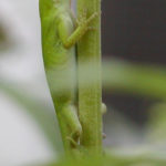 American Chameleon (Anolis carolinensis)