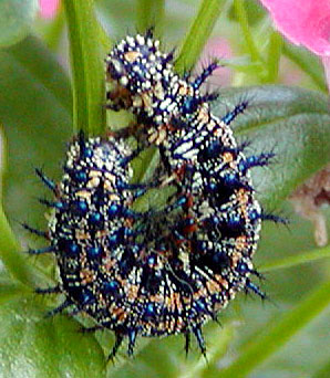 Buckeye Caterpillar