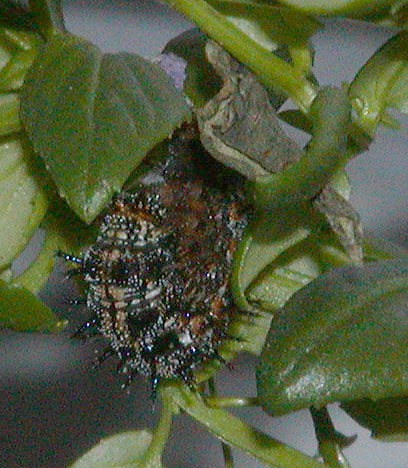 Buckeye Caterpillar in "J" Shape