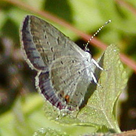 Eastern-tailed Blue