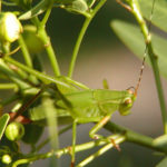 Grasshopper in the Cassia
