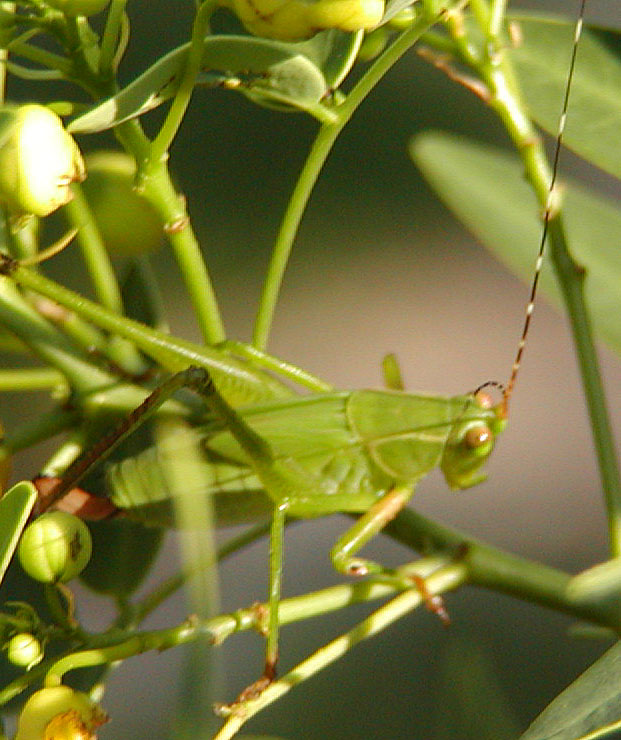Grasshopper in the Cassia