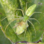 Green lynx spider (Peucetia viridans)