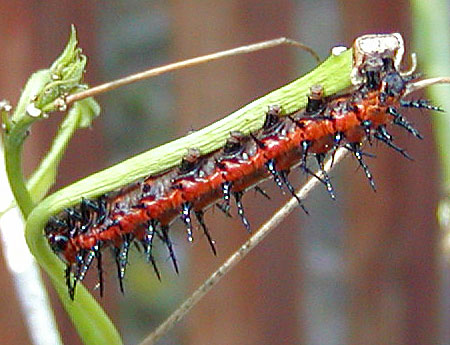 Gulf Fritillary Caterpillar