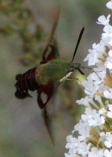 Hummingbird Clearwing (Hemaris thysbe)