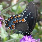Male Spicebush Swallowtail