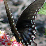 Female Spicebush Swallowtail