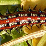 Variegated Fritillary Caterpillar