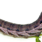 Xylophanes Tersa Caterpillar