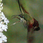 Hummingbird Clearwing (Hemaris thysbe)