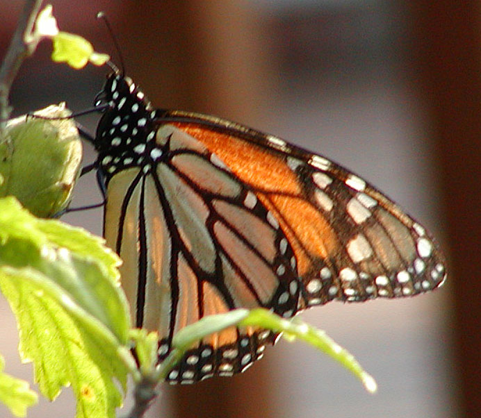Male Monarch