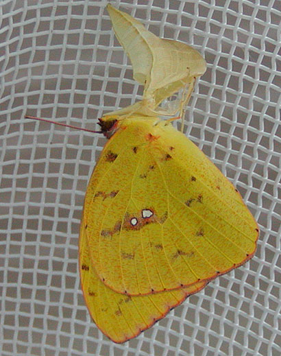Newly Eclosed Female Cloudless Sulphur