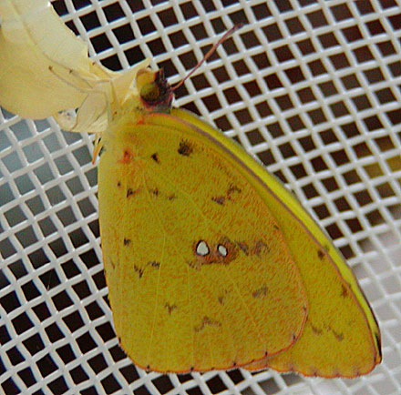 Newly Eclosed Female Cloudless Sulphur