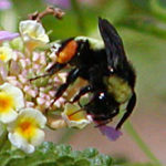 Bumblebee with Orange "Saddlebags"