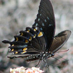 Female Spicebush Swallowtail
