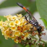 Thin Wasp with Orange Band