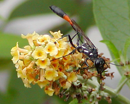 Thin Wasp with Orange Band
